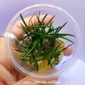 Littorella uniflora IN VITRO CUP