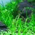 Littorella uniflora IN VITRO CUP
