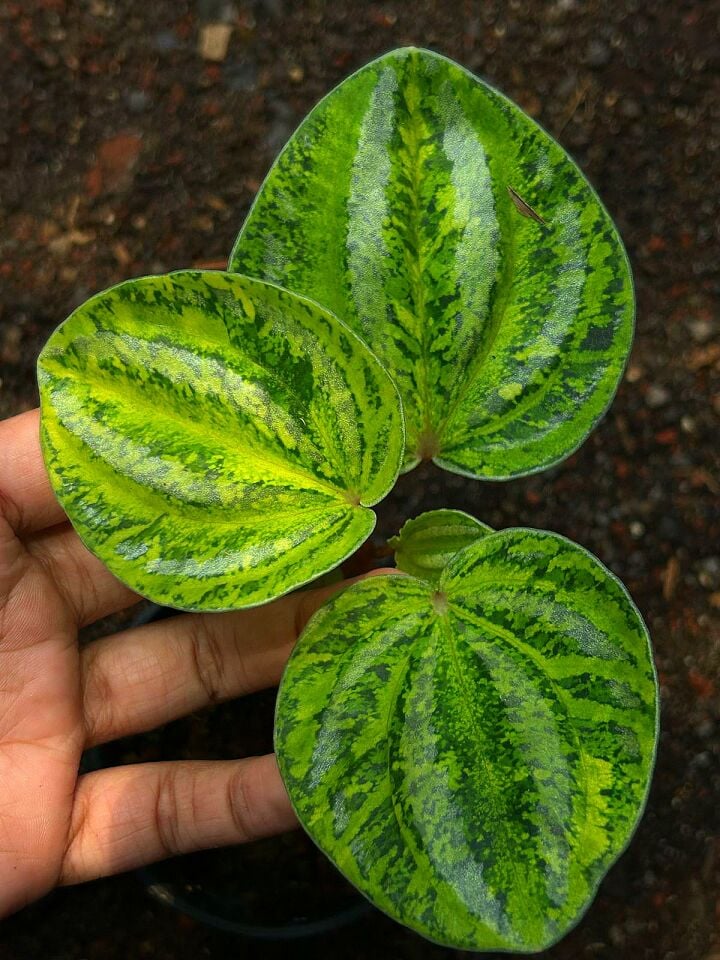 Peperomia variegata ÖN SİPARİŞ