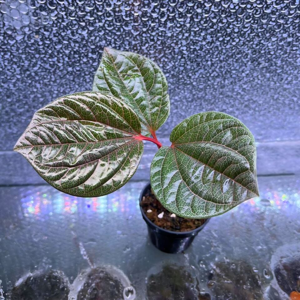 Piper pink ÖN SİPARİŞ