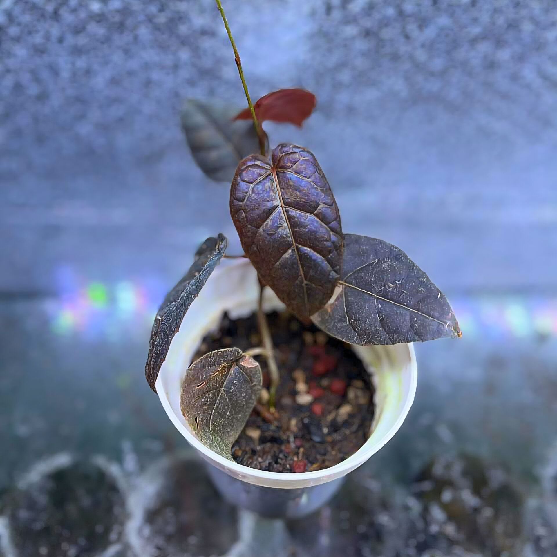 Piper batman ÖN SİPARİŞ