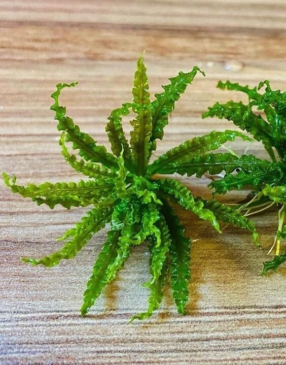Pogostemon helferi ADET