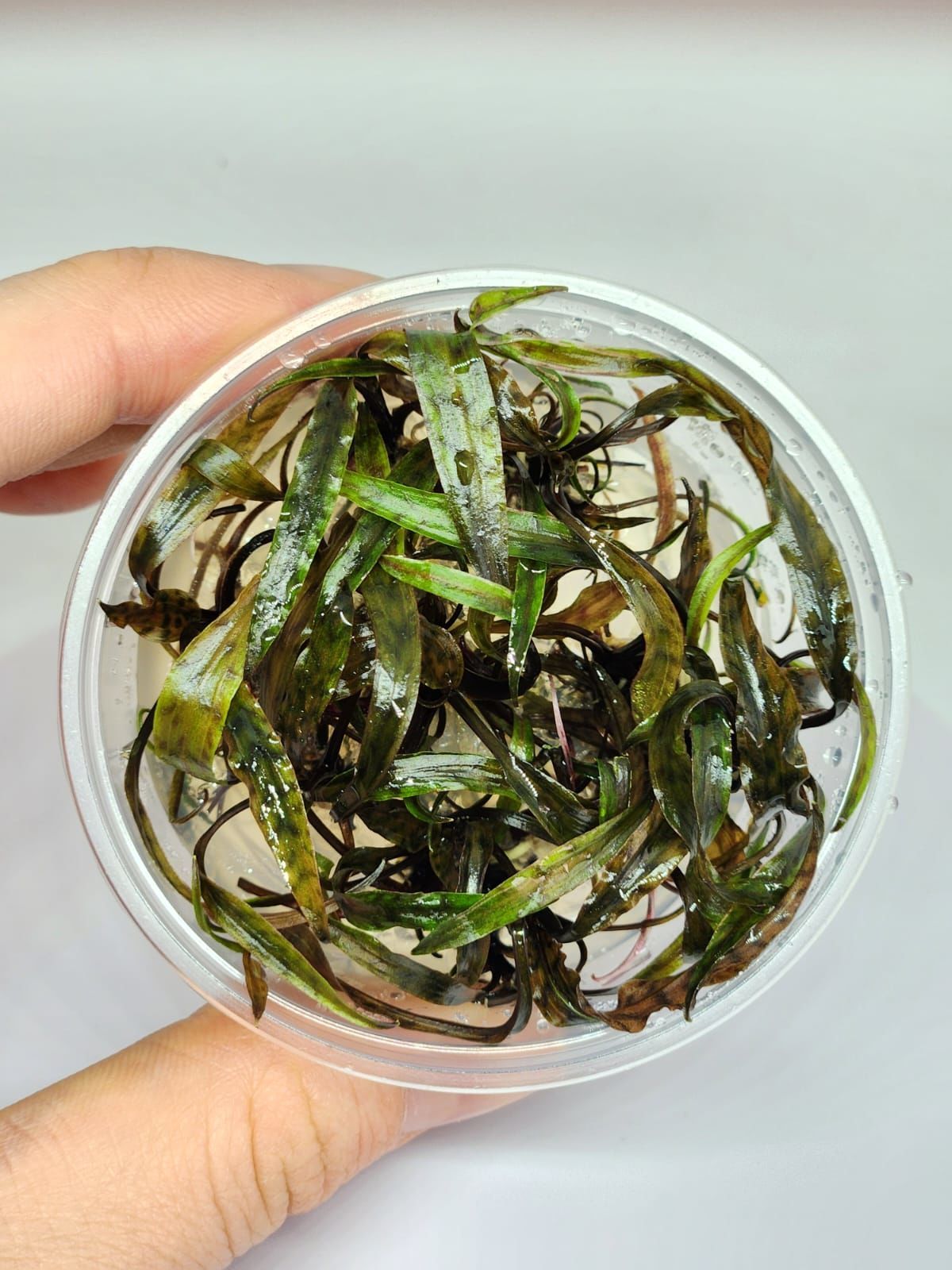 Cryptocoryne nurii SAKSI