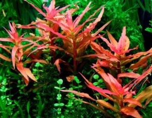 Ammannia gracilis IN VITRO CUP
