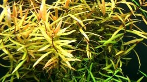 Ammannia gracilis IN VITRO CUP