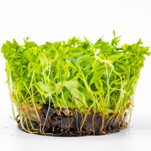 Ammannia gracilis IN VITRO CUP