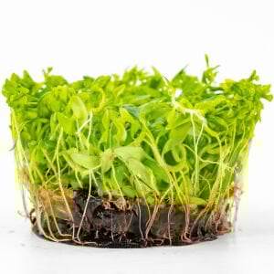 Ammannia gracilis IN VITRO CUP