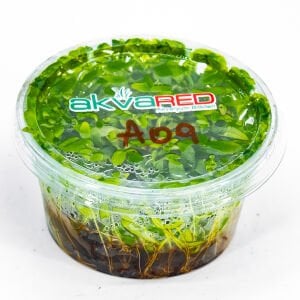 Ammannia gracilis IN VITRO CUP