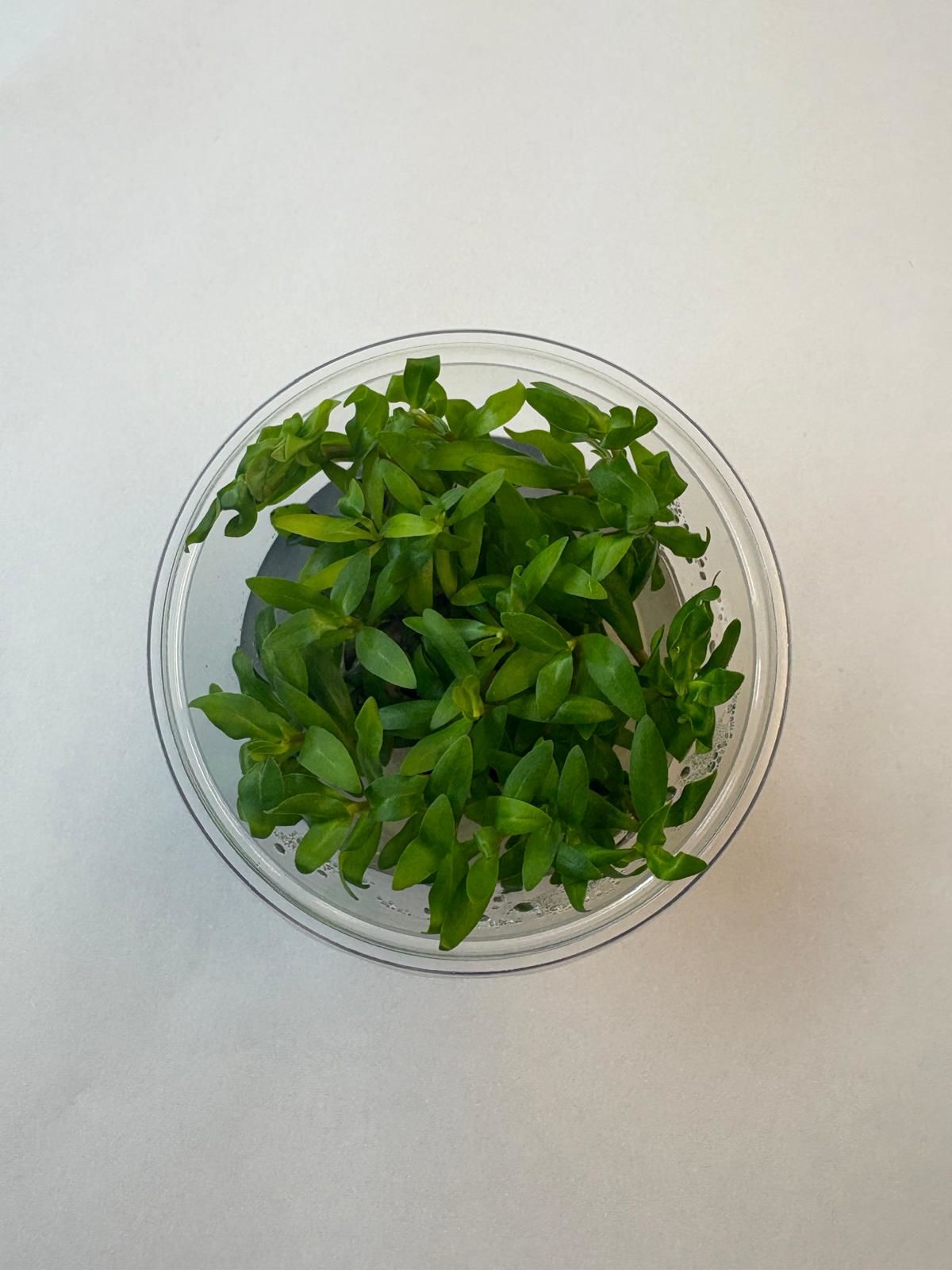 Ammannia gracilis IN VITRO CUP