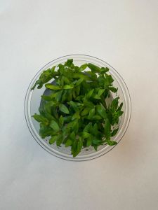 Ammannia gracilis IN VITRO CUP