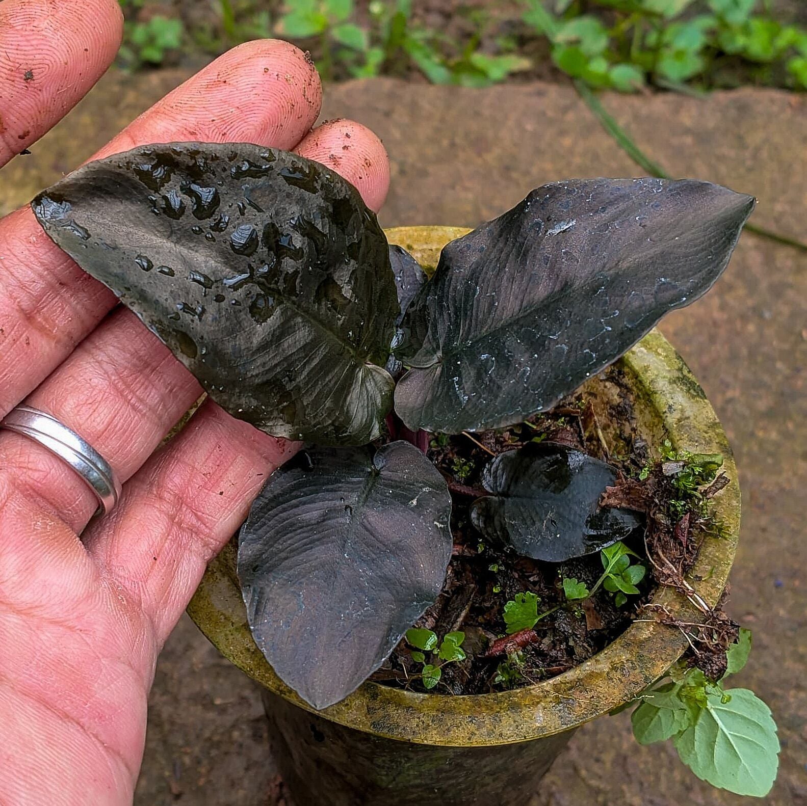 Schismatoglottis dark metallic