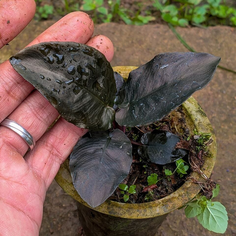 Schismatoglottis dark metallic