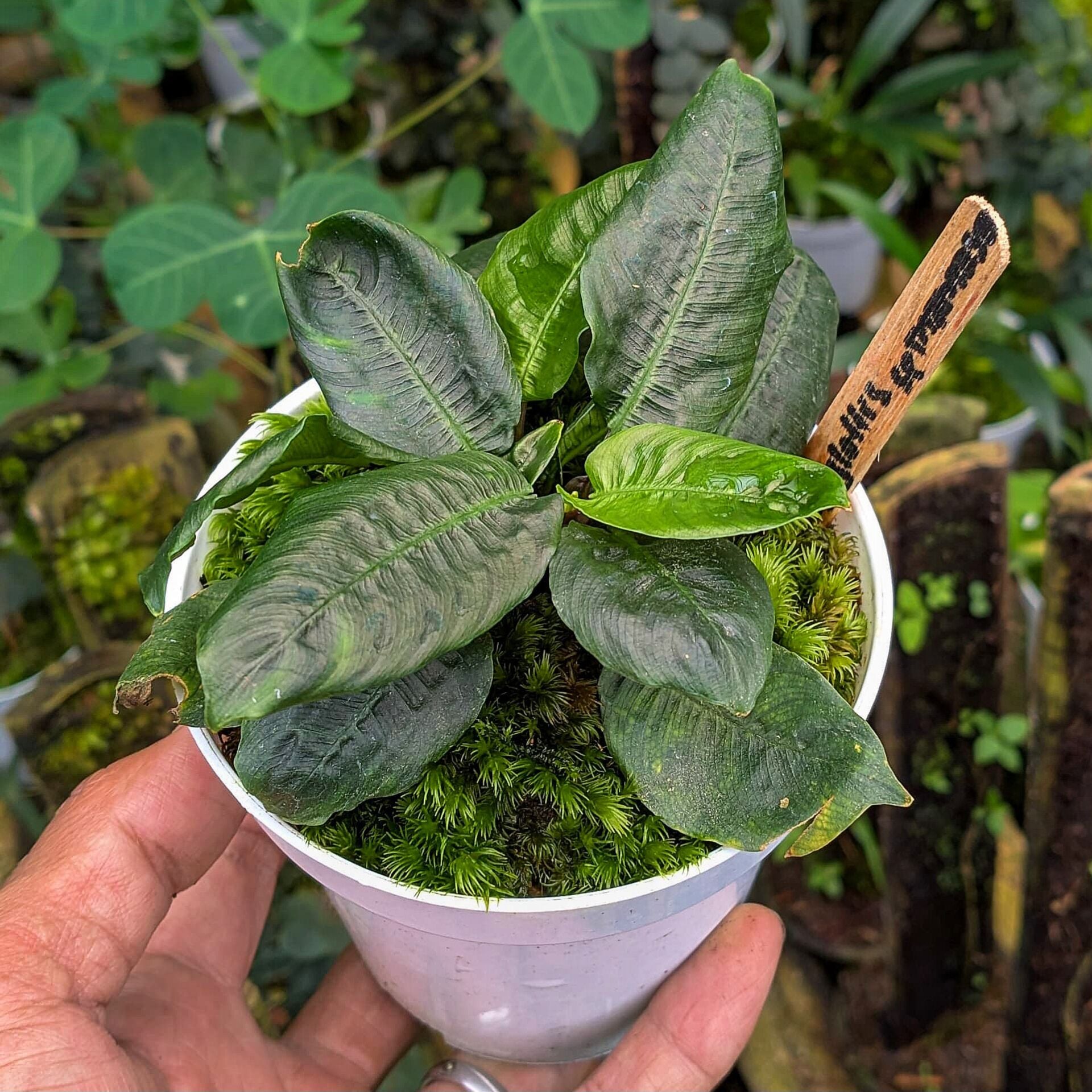 Schismatoglottis mamasa ÖN SİPARİŞ