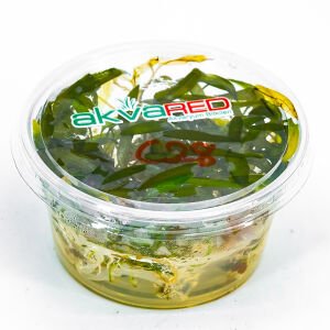 Cryptocoryne affinis IN VITRO CUP