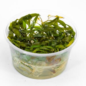 Cryptocoryne affinis IN VITRO CUP