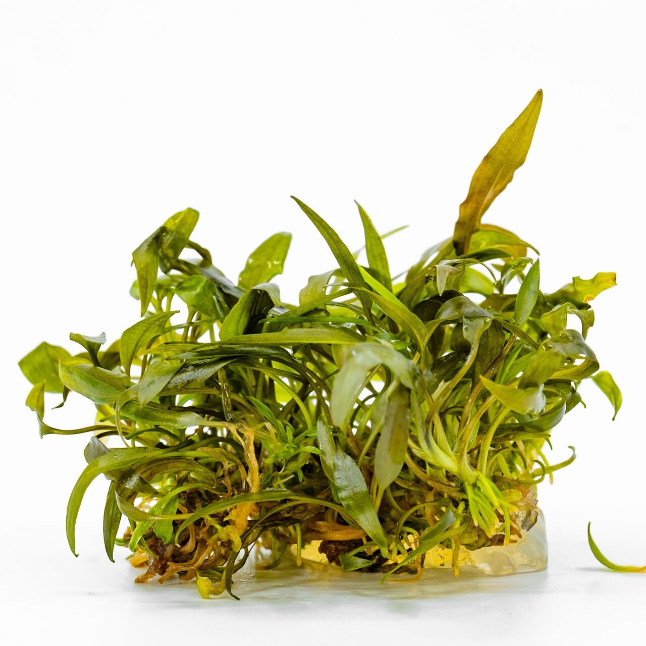 Cryptocoryne affinis IN VITRO CUP