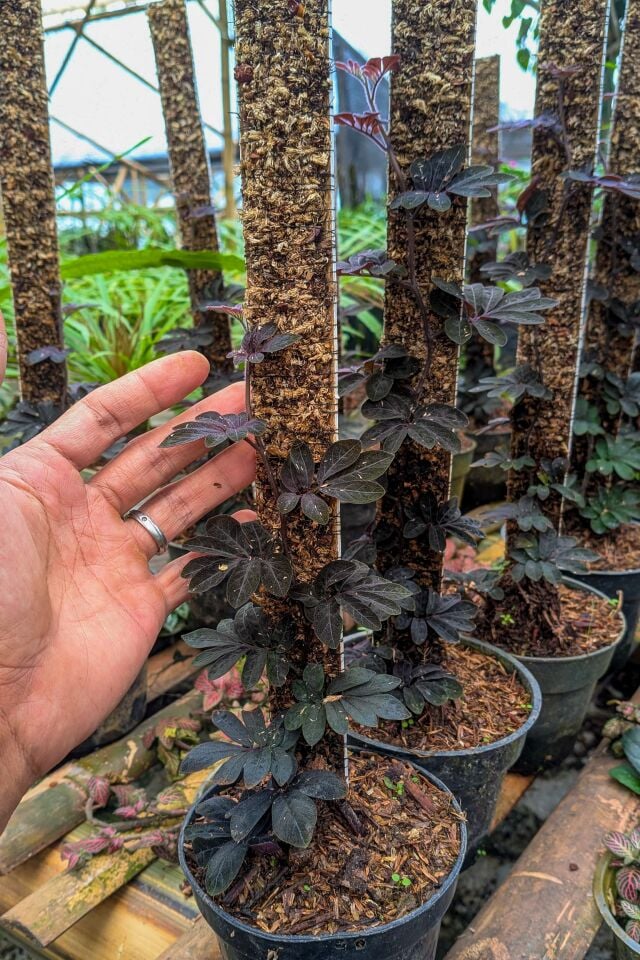 Solanum uleanum ÖN SİPARİŞ