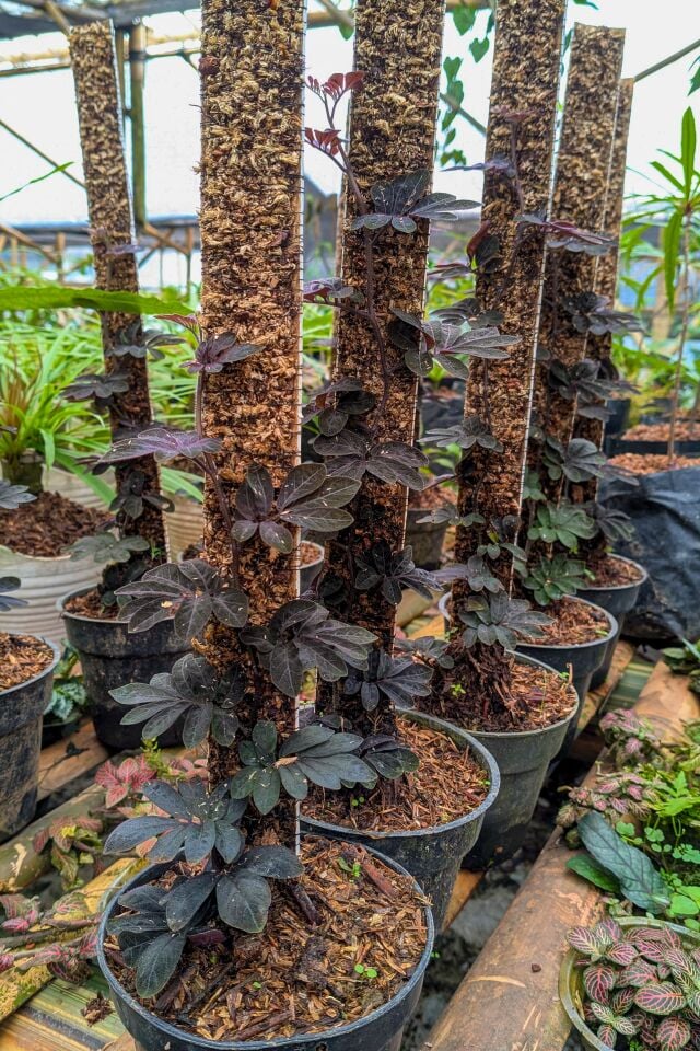 Solanum uleanum ÖN SİPARİŞ