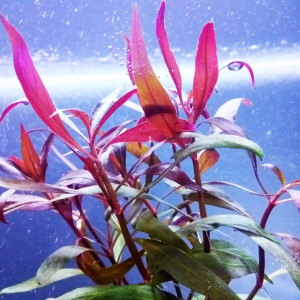 Alternanthera rosaefolia IN VITRO JAR (KAVANOZ)