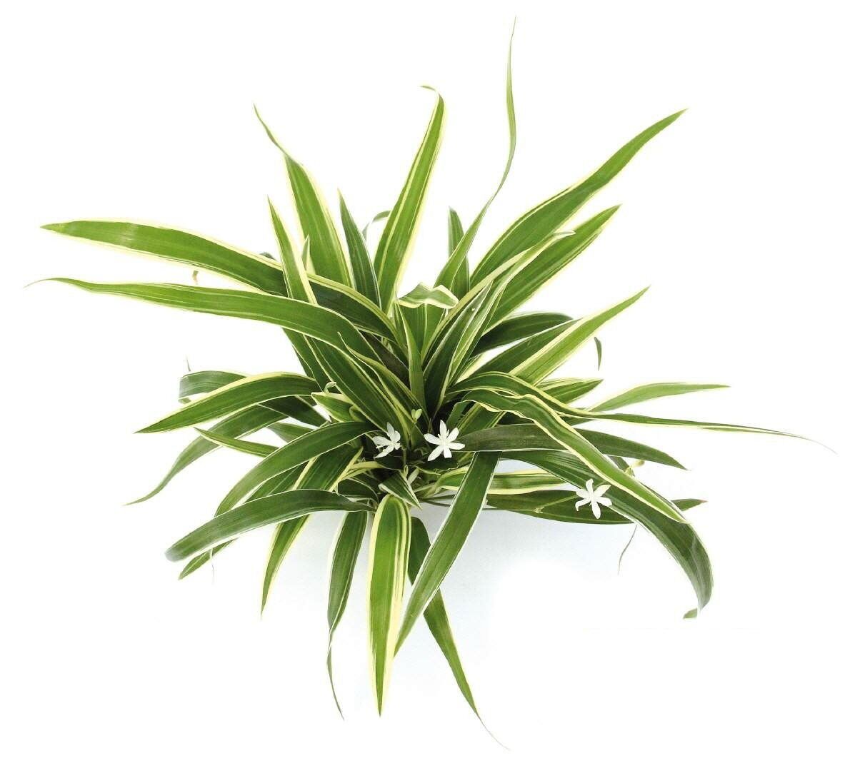 Chlorophytum bichetii İTHAL BUKET