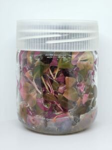 Alternanthera rosaefolia IN VITRO JAR (KAVANOZ)
