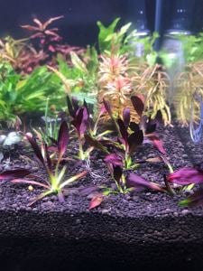 Echinodorus aflame SAKSI