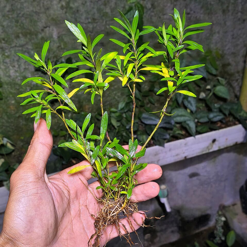 Homonoia riparia ÖN SİPARİŞ