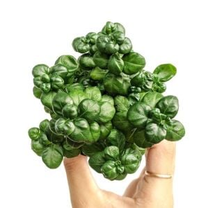 Pilea bathroom bubbles