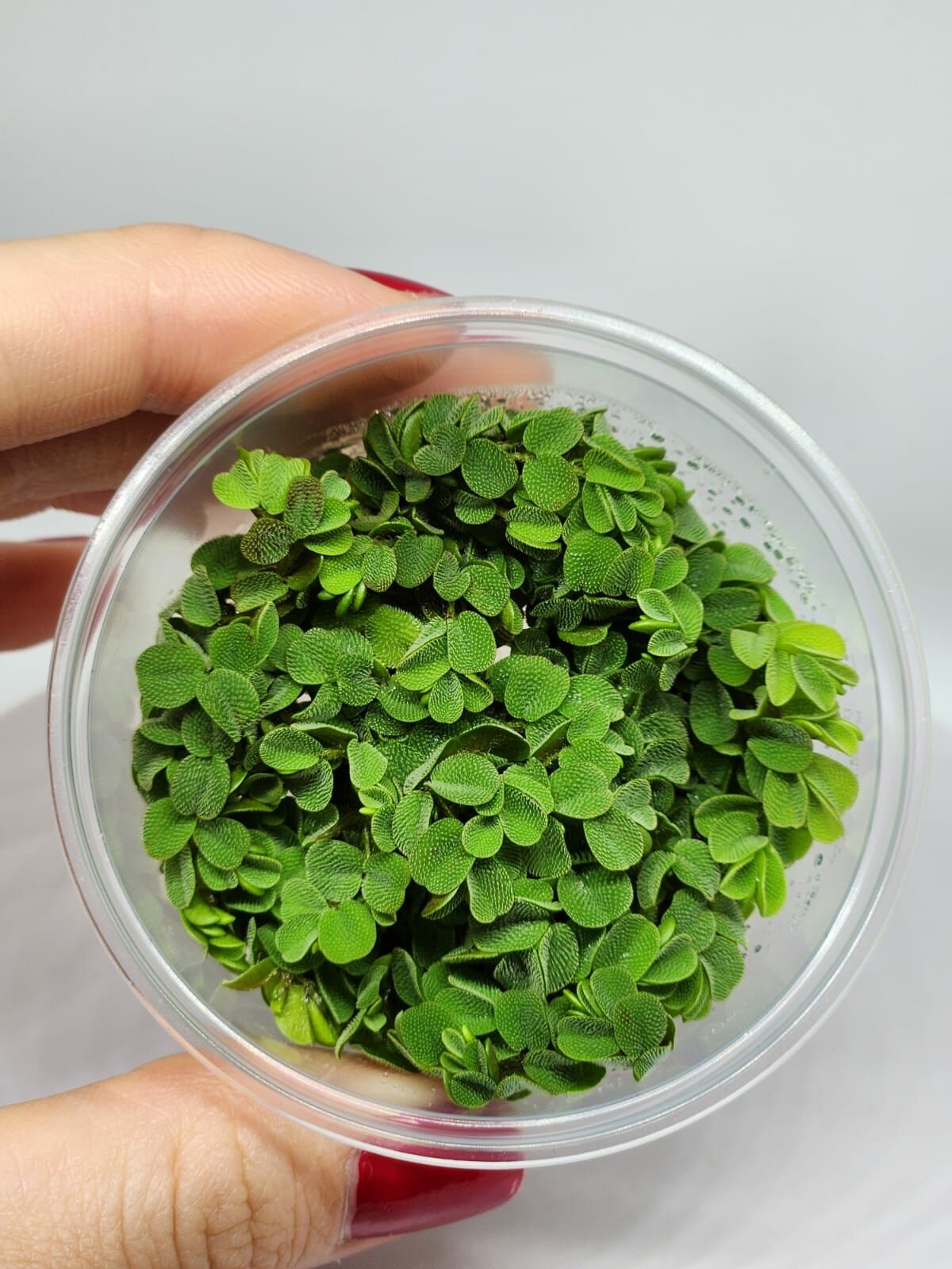 Salvinia auriculata IN VITRO CUP