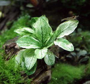 Anubias nana pinto mini ADET