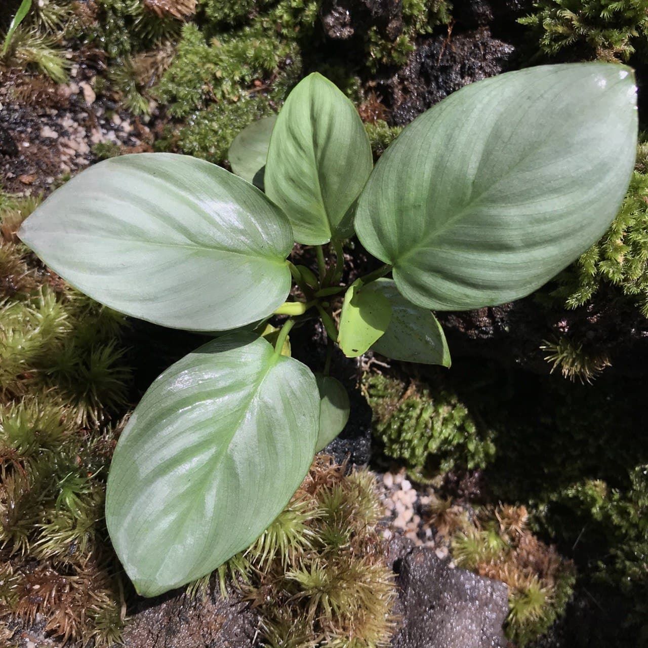 Homalomena sp. Silver Green ADET İTHAL