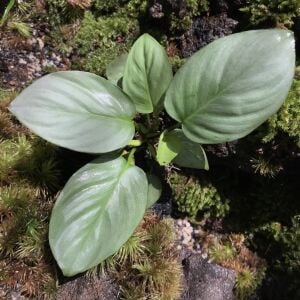 Homalomena Silver Green ADET İTHAL 