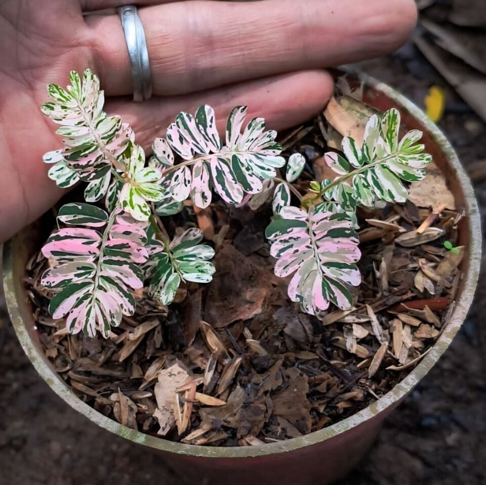 Phyllanthus urinaria Pink Variegated ÖN SİPARİŞ