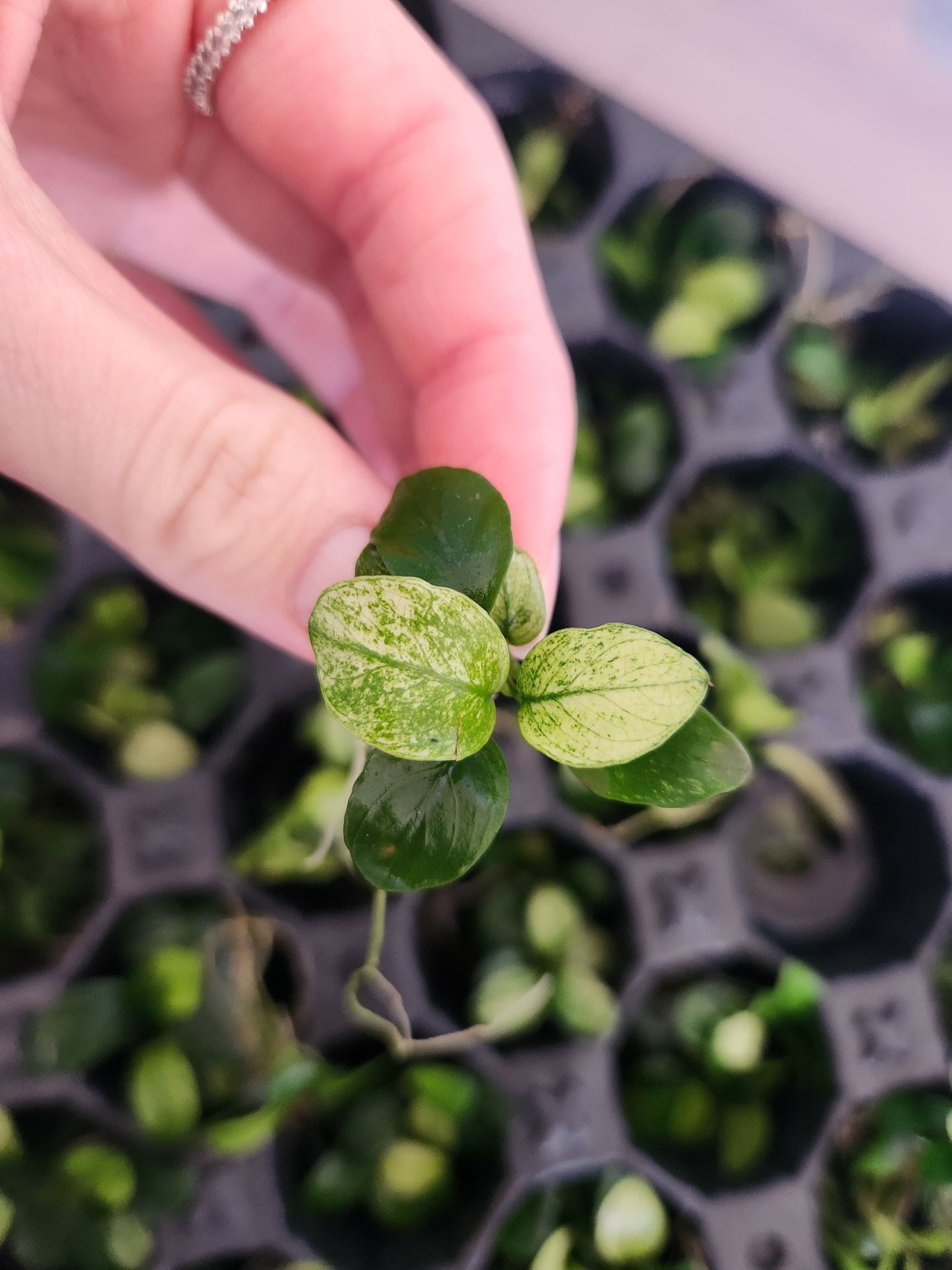 Anubias nana pinto mini ADET