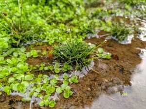 Eriocaulon sulawesi ADET