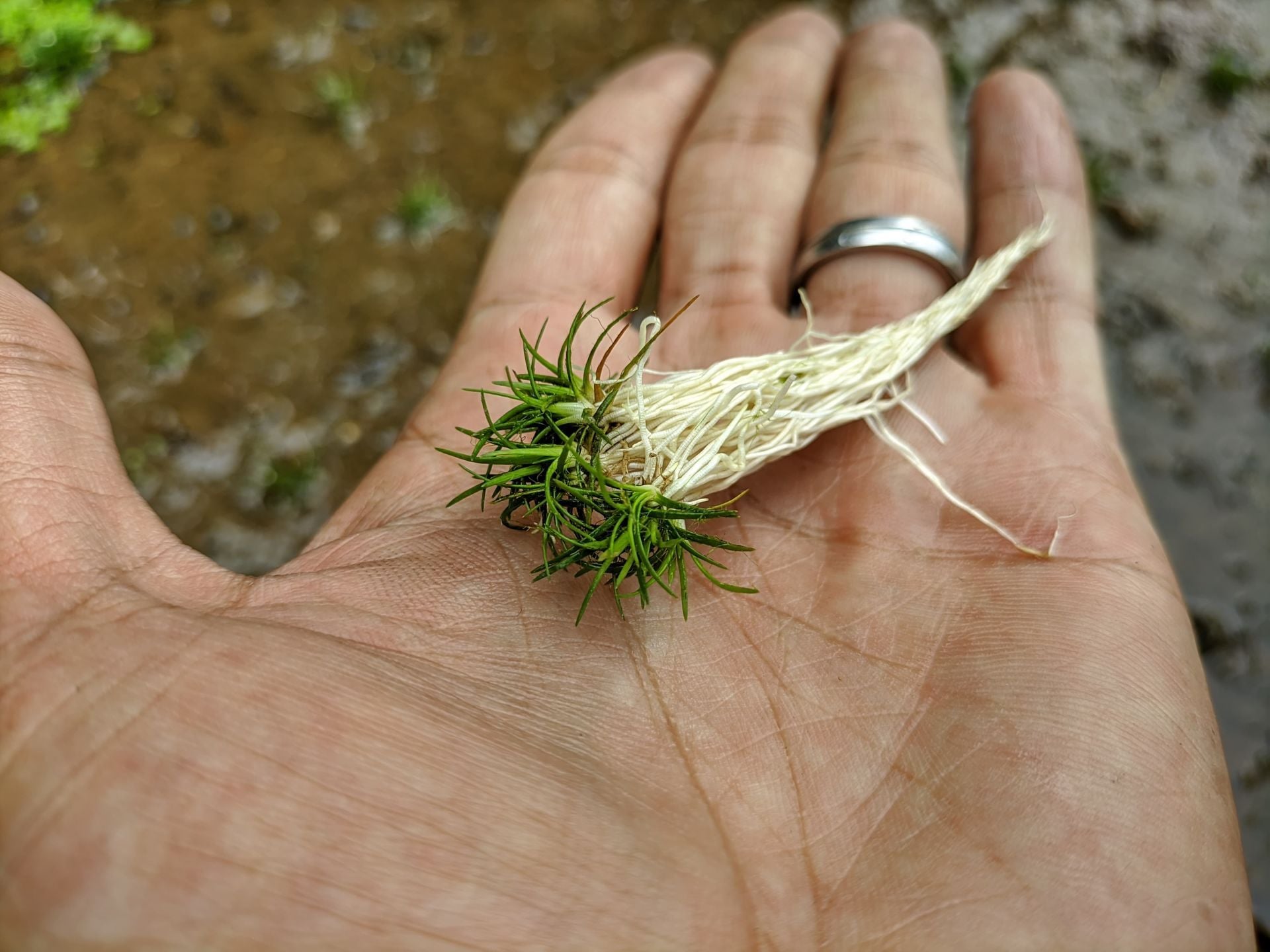 Eriocaulon sulawesi ADET