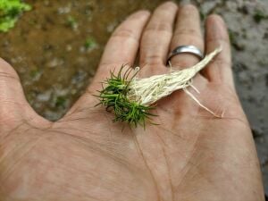 Eriocaulon sulawesi ADET