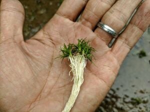 Eriocaulon sulawesi ADET