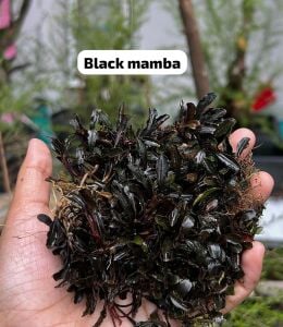 Bucephalandra black mamba 10X10CM ÖN SİPARİŞ