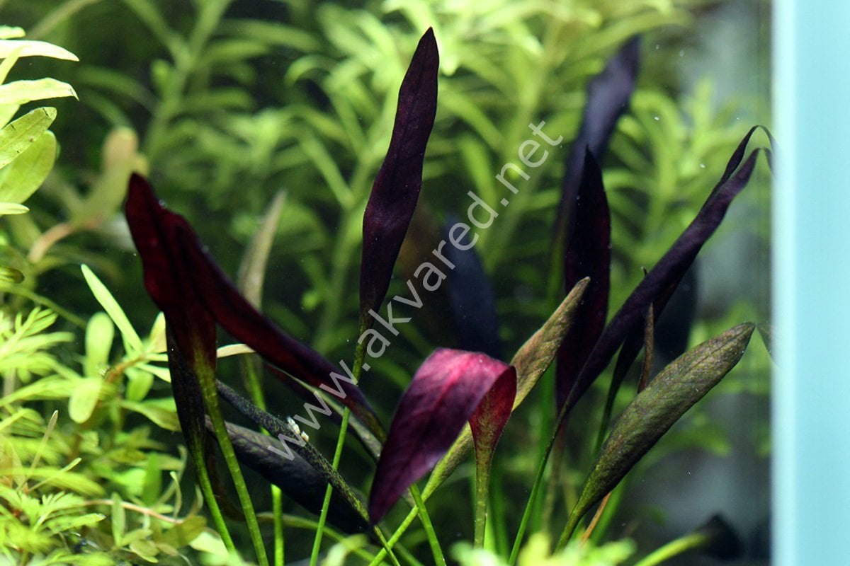 Echinodorus aflame EXVITRO