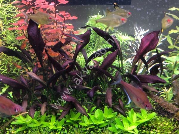 Echinodorus aflame EXVITRO