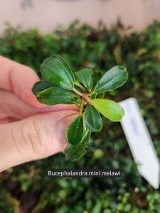 Bucephalandra mini melawi ADET ÖN SİPARİŞ