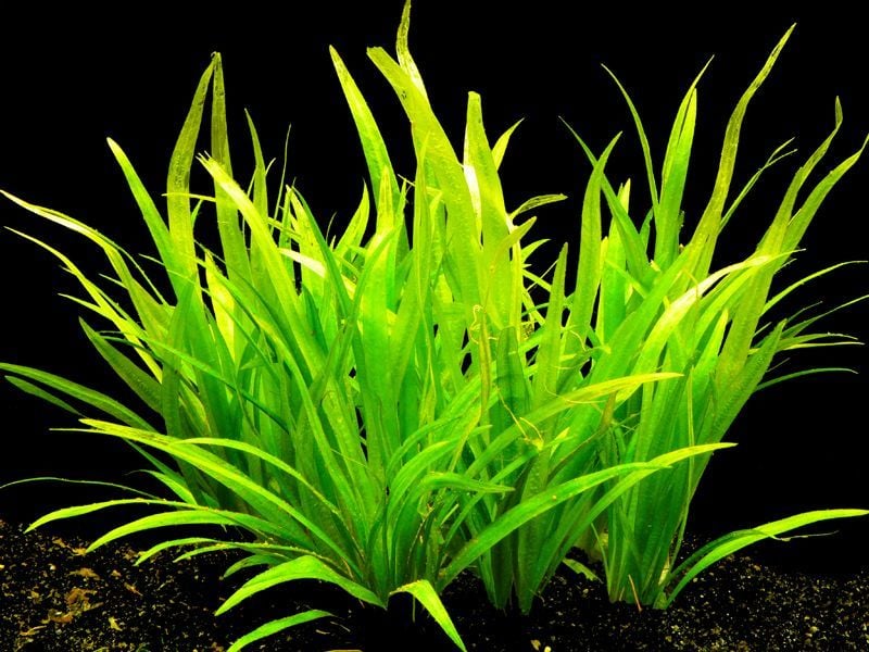 Echinodorus latifolius ADET
