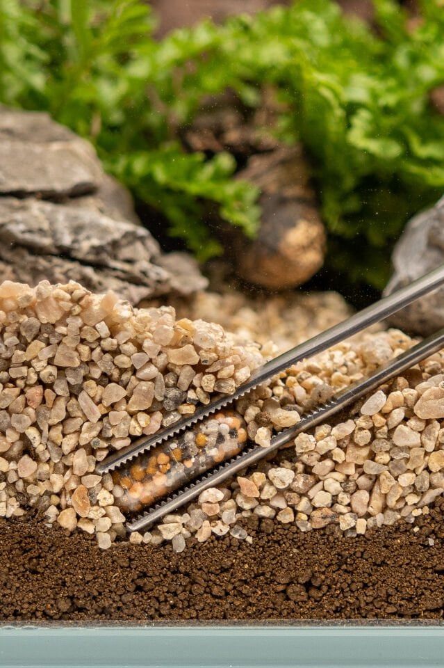 Dennerle Plants POWER CAPS 25 Adet Kapsül Gübre