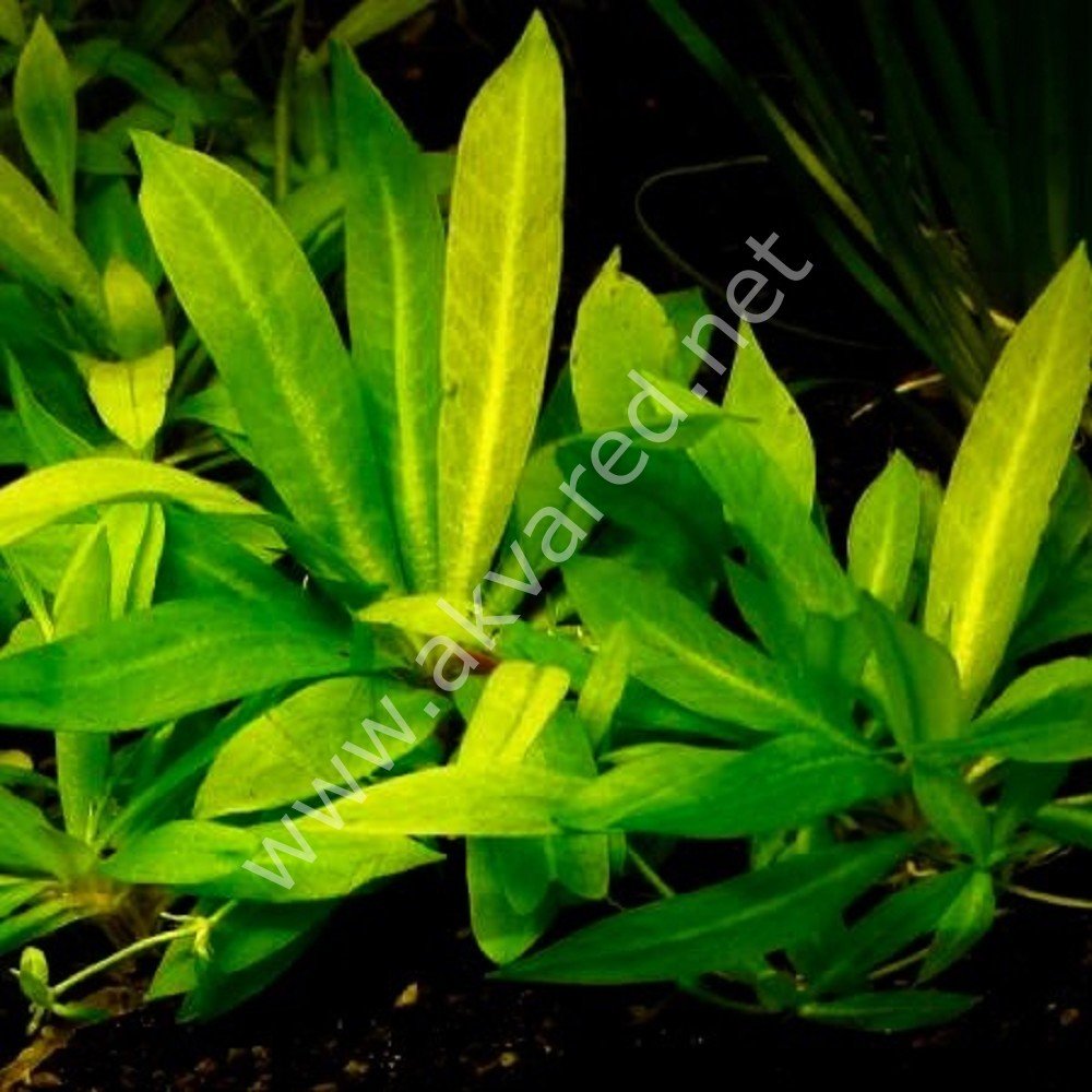 Echinodorus quadricostatus magdalenensis BUKET