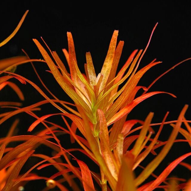 Rotala blood red BUKET