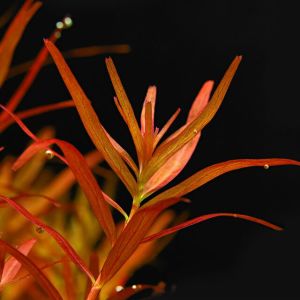Rotala blood red BUKET