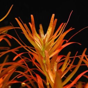 Rotala blood red BUKET 