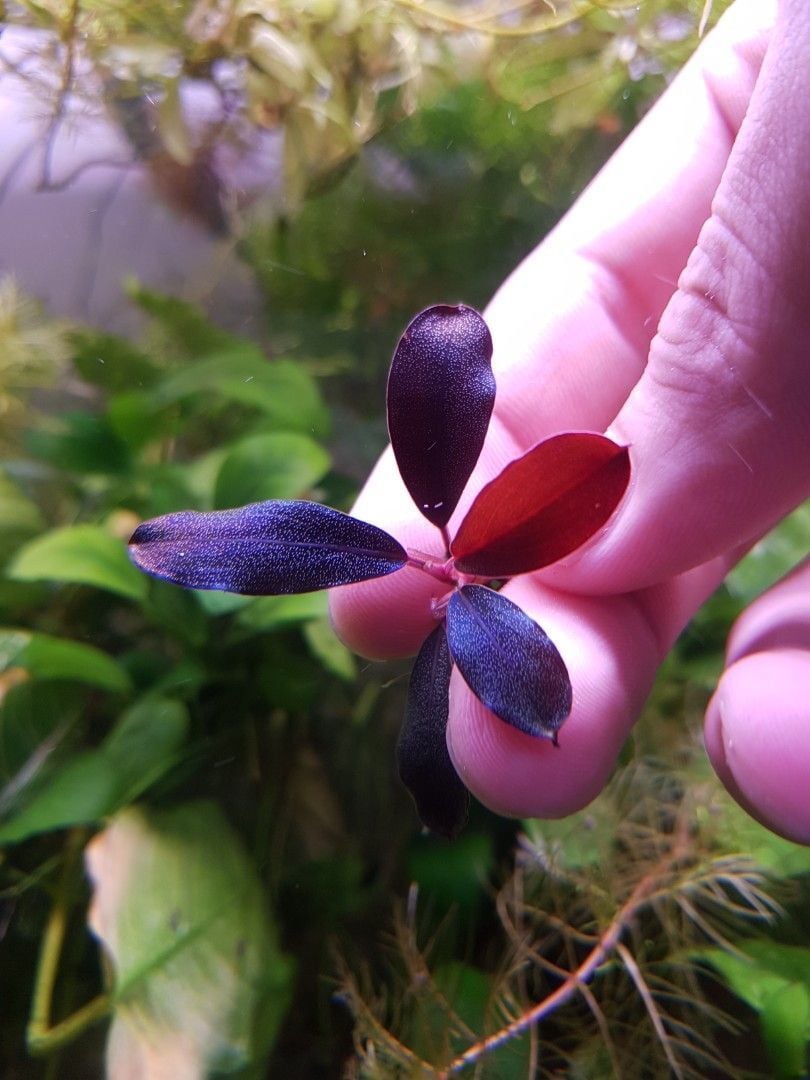 Bucephalandra black angel 10x10cm PORSİYON