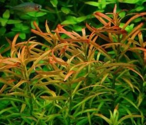 Rotala red cross BUKET